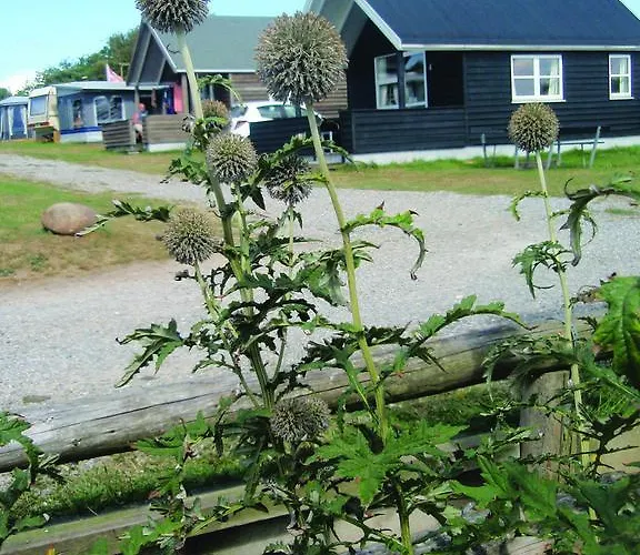 Campeggio Toftum Bjerge &